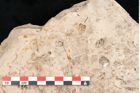Foto (Detailansicht) von Plantae indet.  (NHMW-GEO-2024-0188-11654)